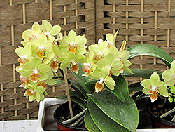 Hybrid Moth Orchid (Phalaenopsis x hybrida) at Sargent's Nursery