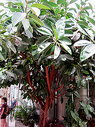 Rubber Tree (Ficus elastica) at Sargent's Nursery