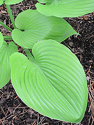 Sum and Substance Hosta (Hosta 'Sum and Substance') at Sargent's Nursery