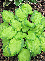 Stained Glass Hosta (Hosta 'Stained Glass') at Sargent's Nursery