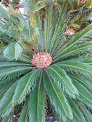 Japanese Sago Palm (Cycas revoluta) at Sargent's Nursery