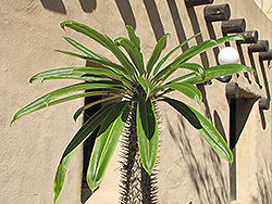 Madagascar Palm (Pachypodium lamerei) at Sargent's Nursery