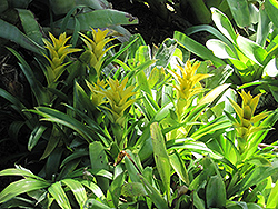 Yellow Guzmania Bromeliad (Guzmania lingulata 'Yellow') at Sargent's Nursery