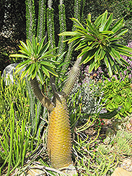 Madagascar Palm (Pachypodium lamerei) at Sargent's Nursery
