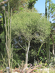 Pencil Tree (Euphorbia tirucalli) at Sargent's Nursery