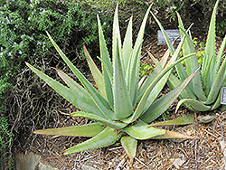 Aloe Vera (Aloe vera) at Sargent's Nursery