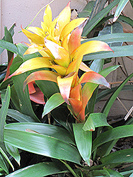 Aureus Guzmania Bromeliad (Guzmania 'Aureus') at Sargent's Nursery