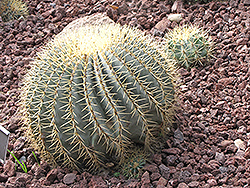 Blue Barrel Cactus (Ferocactus glaucescens) at Sargent's Nursery