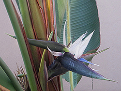 White Bird Of Paradise (Strelitzia nicolai) at Sargent's Nursery