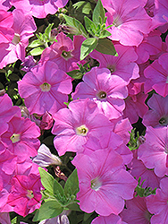 Easy Wave Pink Petunia (Petunia 'Easy Wave Pink') at Sargent's Nursery