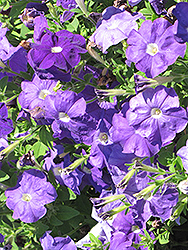 Surfinia Sky Blue Petunia (Petunia 'Surfinia Sky Blue') at Sargent's Nursery