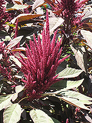 Hopi Red Dye Amaranthus (Amaranthus cruentus 'Hopi Red Dye') at Sargent's Nursery