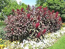 Hopi Red Dye Amaranthus (Amaranthus cruentus 'Hopi Red Dye') at Sargent's Nursery