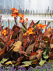 Phasion Canna (Canna 'Phasion') at Sargent's Nursery