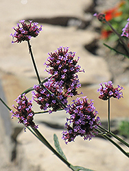 Tall Verbena (Verbena bonariensis) at Sargent's Nursery