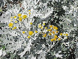 Silver Dust Dusty Miller (Senecio cineraria 'Silver Dust') at Sargent's Nursery