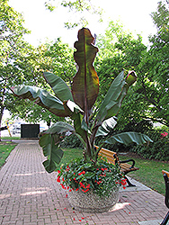 Red Banana (Ensete ventricosum 'Maurelii') at Sargent's Nursery