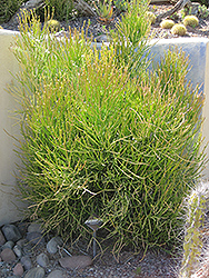 Pencil Tree (Euphorbia tirucalli) at Sargent's Nursery