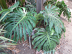 Monstera Deliciosa Plant (Monstera deliciosa) at Sargent's Nursery