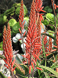 Aloe Vera (Aloe vera) at Sargent's Nursery