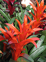 Jive Guzmania Bromeliad (Guzmania 'Jive') at Sargent's Nursery