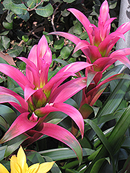 Freya Guzmania Bromeliad (Guzmania 'Freya') at Sargent's Nursery