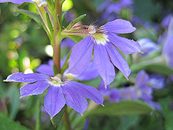 Whirlwind Blue Fan Flower (Scaevola aemula 'Whirlwind Blue') at Sargent's Nursery