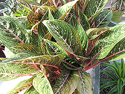 Pink Sapphire Chinese Evergreen (Aglaonema 'Pink Sapphire') at Sargent's Nursery