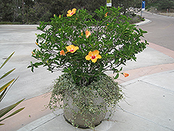 Cherie Hibiscus (Hibiscus rosa-sinensis 'Cherie') at Sargent's Nursery