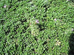 Elfin Creeping Thyme (Thymus praecox 'Elfin') at Sargent's Nursery