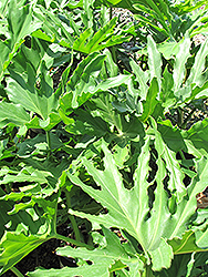 Lundii Tree Philodendron (Philodendron lundii) at Sargent's Nursery