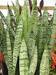 Ceylon Bowstring Hemp (Sansevieria zeylanica) at Sargent's Nursery