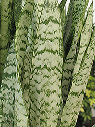 Ceylon Bowstring Hemp (Sansevieria zeylanica) at Sargent's Nursery