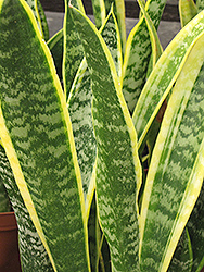 Striped Snake Plant (Sansevieria trifasciata 'Laurentii') at Sargent's Nursery