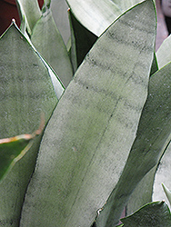 Moonshine Silver Snake Plant (Sansevieria trifasciata 'Moonshine') at Sargent's Nursery