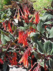 Gartenmeister Fuchsia (Fuchsia 'Gartenmeister Bonstedt') at Sargent's Nursery