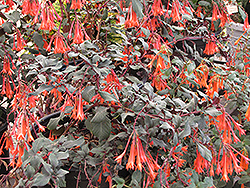 Gartenmeister Fuchsia (Fuchsia 'Gartenmeister Bonstedt') at Sargent's Nursery