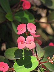 Crown Of Thorns (Euphorbia milii) at Sargent's Nursery