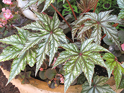Gryphon Begonia (Begonia 'Gryphon') at Sargent's Nursery