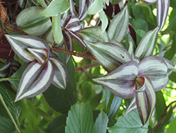 Red-Silver Wandering Jew (Tradescantia 'Red-Silver') at Sargent's Nursery