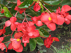 Dragon Wing Red Begonia (Begonia 'Dragon Wing Red') at Sargent's Nursery