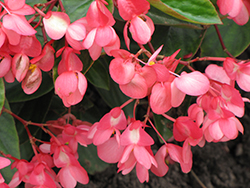 Dragon Wing Pink Begonia (Begonia 'Dragon Wing Pink') at Sargent's Nursery