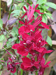 Fan Deep Rose Cardinal Flower (Lobelia x speciosa 'Fan Deep Rose') at Sargent's Nursery