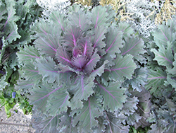 Nagoya Purple Kale (Brassica oleracea var. acephala 'Nagoya Purple') at Sargent's Nursery