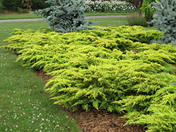 Daub's Frosted Juniper (Juniperus x media 'Daub's Frosted') at Sargent's Nursery