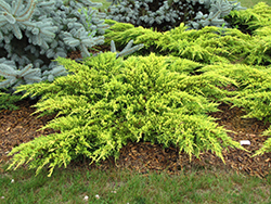 Daub's Frosted Juniper (Juniperus x media 'Daub's Frosted') at Sargent's Nursery