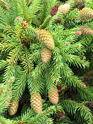 Pusch Spruce (Picea abies 'Pusch') at Sargent's Nursery