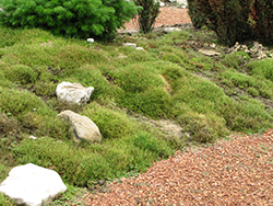 Irish Moss (Sagina subulata) at Sargent's Nursery