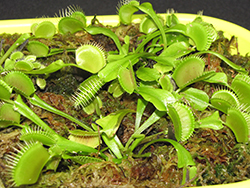 Venus Flytrap (Dionaea muscipula) at Sargent's Nursery