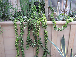 Hindu Rope Plant (Hoya carnosa 'Compacta') at Sargent's Nursery